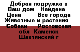 Добрая подружка,в Ваш дом!!!Найдена › Цена ­ 10 - Все города Животные и растения » Собаки   . Ростовская обл.,Каменск-Шахтинский г.